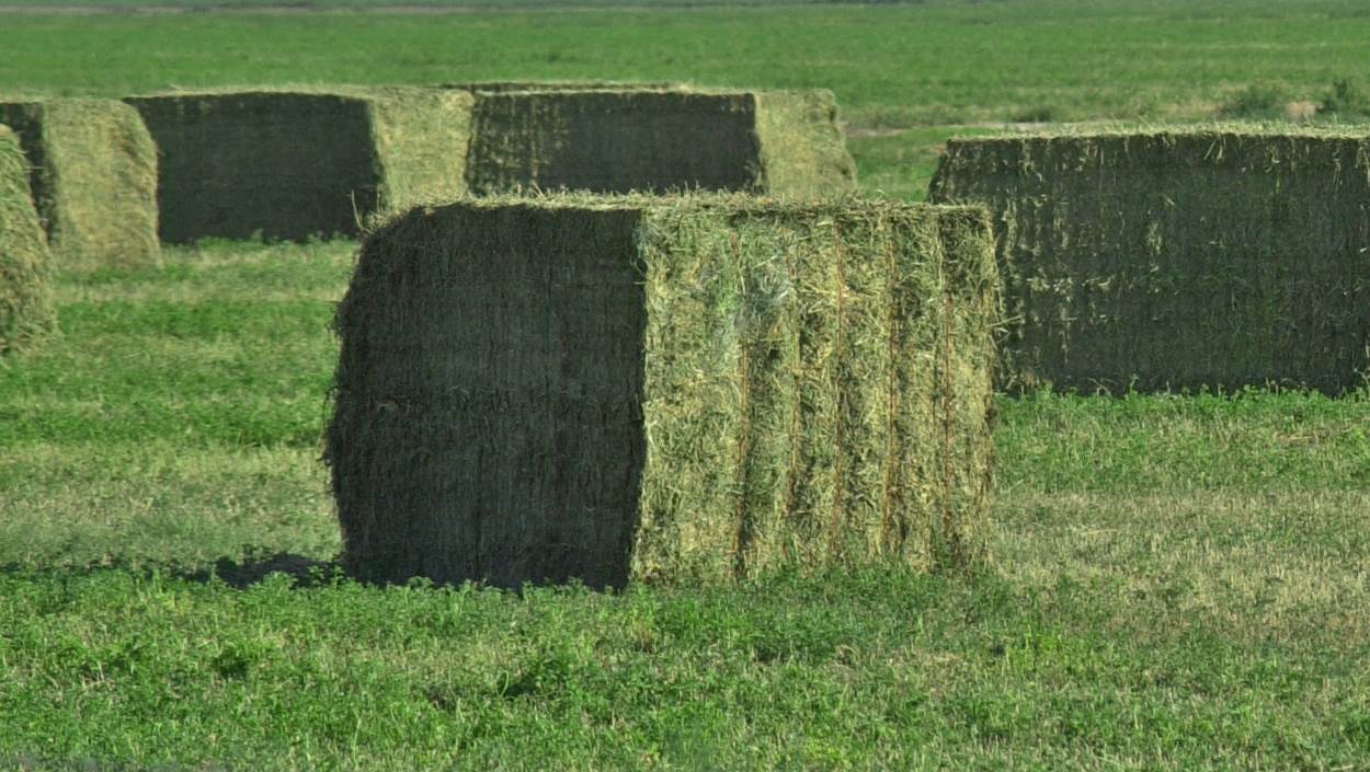 Alfalfa fertilizer guidelines