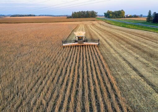 Corn, soybean usage cuts overshadow    Argentine crops