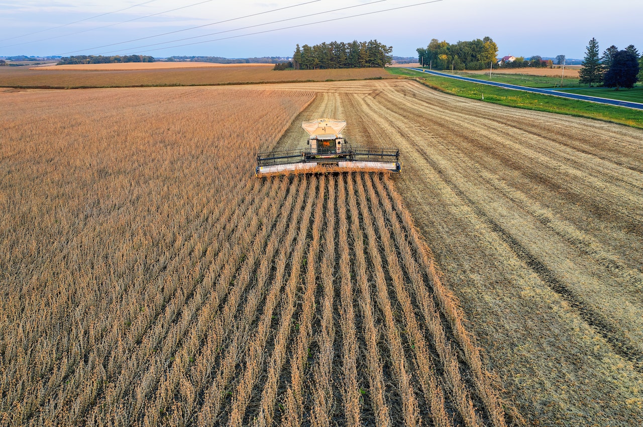 Corn, soybean usage cuts overshadow Argentine crops